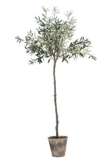 Oliventræ Flora 160 cm. 